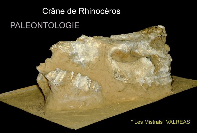 Musée de pays – Archéologie et Paléontologie à Valréas - 4