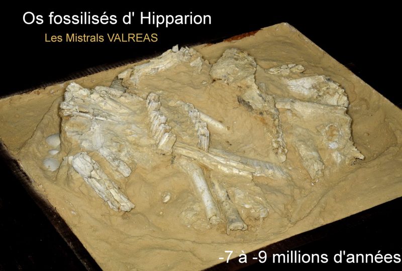 Musée de pays – Archéologie et Paléontologie à Valréas - 6