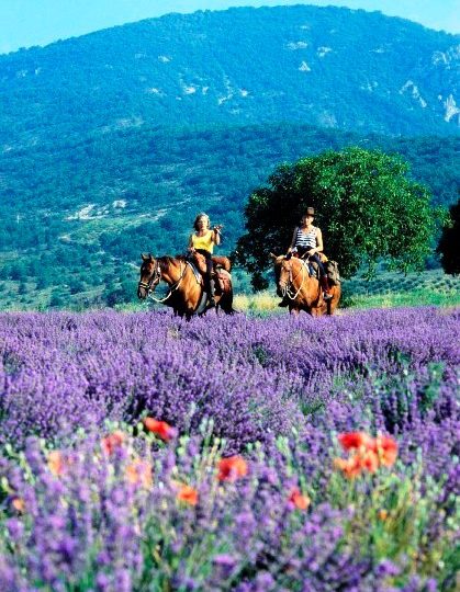 Les Ecuries de la Drôme Provençale (equestrian sports) à Grignan - 0