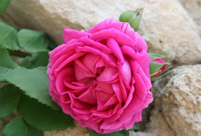 Parcours des roses avec “Grignan Pierres et Roses Anciennes” à Grignan - 0