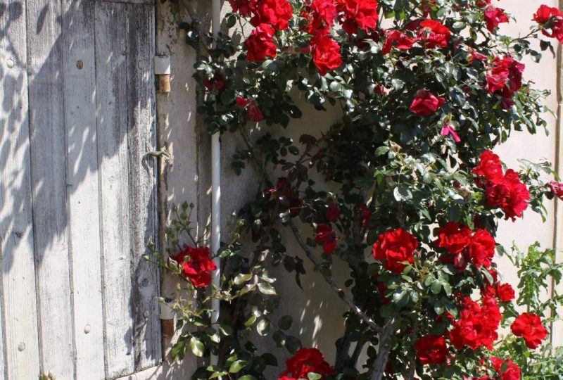 Parcours des roses avec “Grignan Pierres et Roses Anciennes” à Grignan - 2