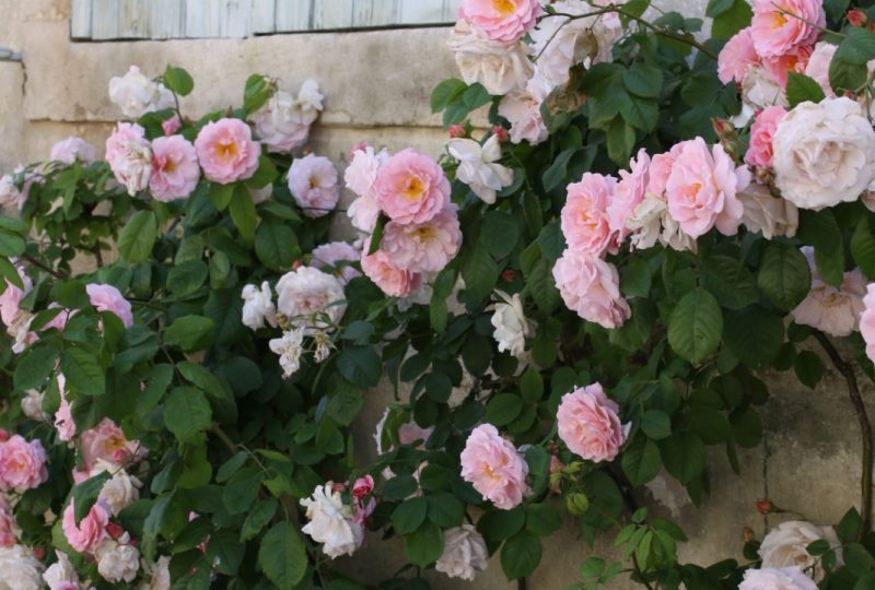 Parcours des roses avec “Grignan Pierres et Roses Anciennes” à Grignan - 3